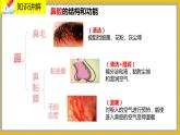 10.2.1《人体细胞获得氧气的过程》课件PPT+教案+同步练习