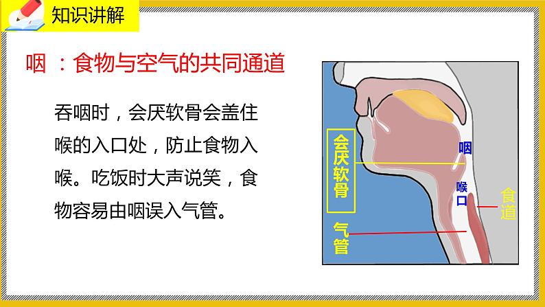 10.2.1《人体细胞获得氧气的过程》课件PPT+教案+同步练习07