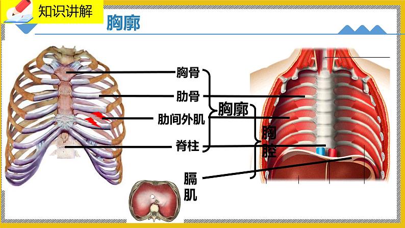 10.2.2《人体细胞获得氧气的过程》课件PPT第4页