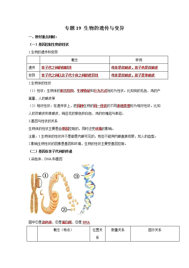 初中生物中考复习 专题19 生物的遗传与变异（解析版）第1页