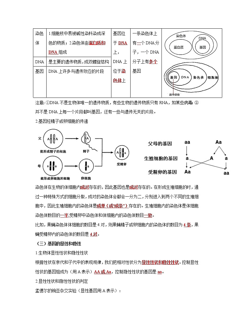 初中生物中考复习 专题19 生物的遗传与变异（解析版）第2页