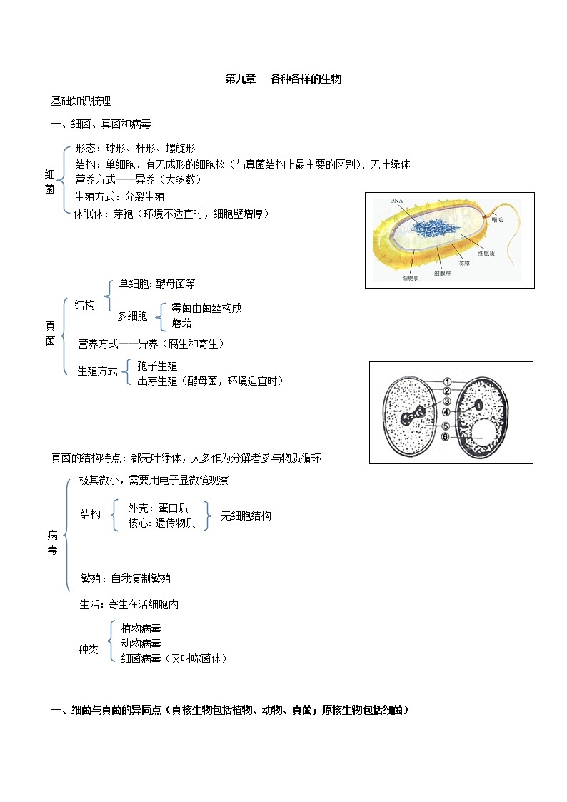 初中生物中考复习 专题九 各种各样的生物-2021年中考生物核心考点必背合集01