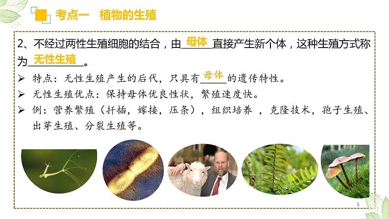 初中生物中考复习 专题19 生物的生殖和发育（上课用课件）-【过一轮】2022年中考生物一轮复习课件精讲与习题精练第5页