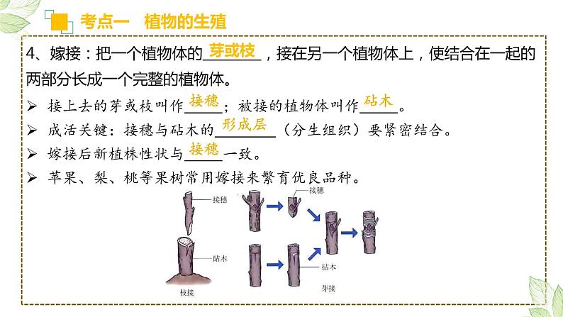 初中生物中考复习 专题19 生物的生殖和发育（上课用课件）-【过一轮】2022年中考生物一轮复习课件精讲与习题精练第7页