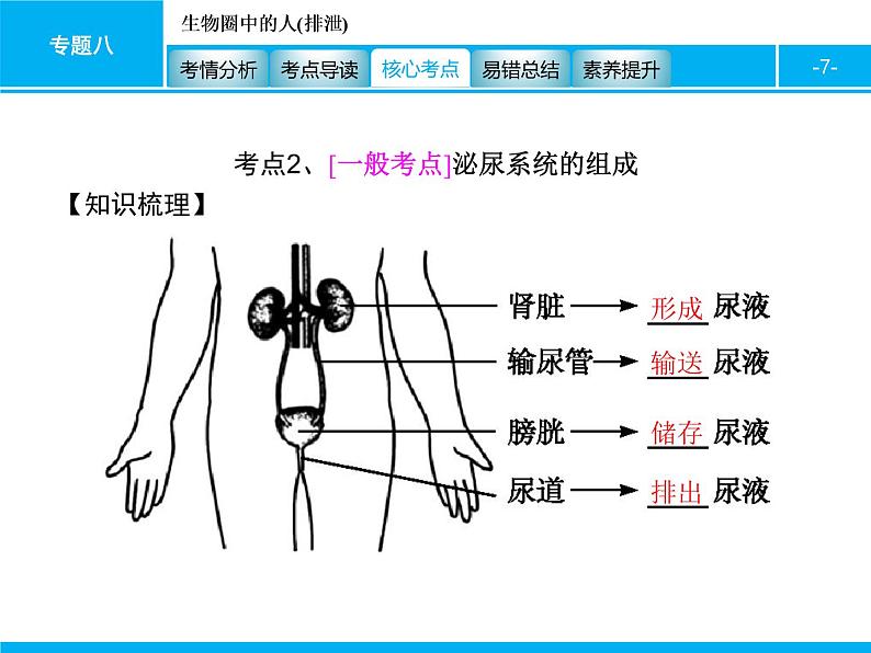 初中生物中考复习 专题八　生物圈中的人(排泄) 课件 2021届中考生物一轮复习07