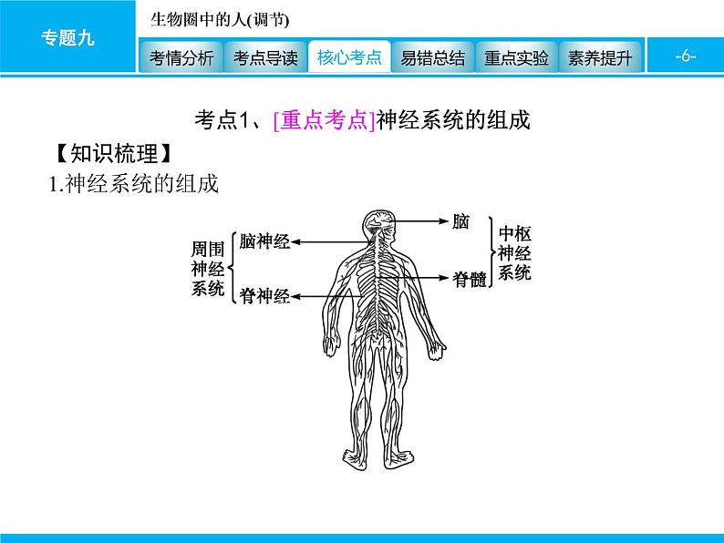 初中生物中考复习 专题九　生物圈中的人(调节) 课件 2021届中考生物一轮复习第6页