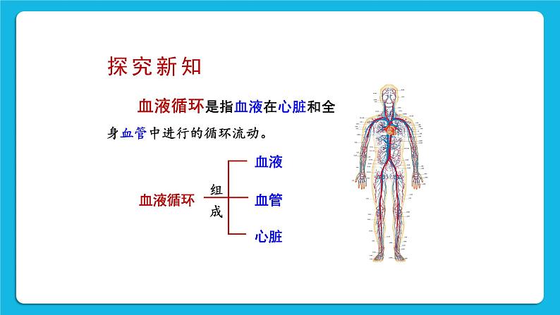 第1课时 血管和心脏 课件第3页