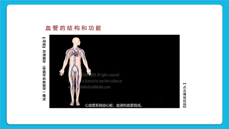 第1课时 血管和心脏 课件第5页