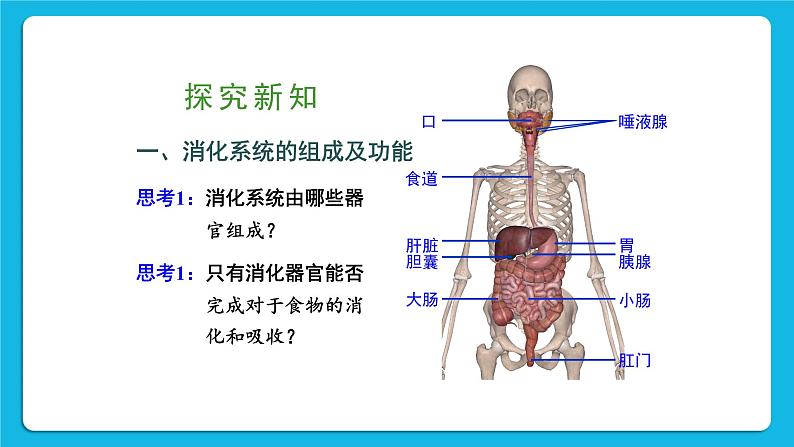 第8章  人体的营养 第2节  食物的消化和营养物质的吸收 第1课时 消化系统的组成 课件+教案+素材03