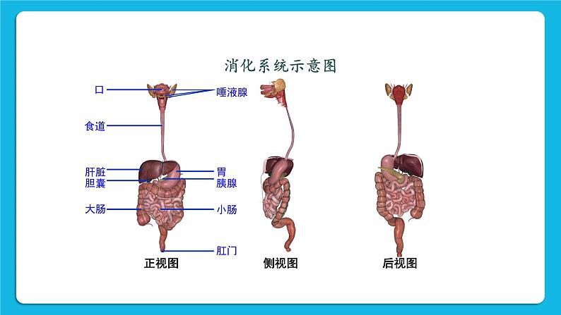 第8章  人体的营养 第2节  食物的消化和营养物质的吸收 第1课时 消化系统的组成 课件+教案+素材04