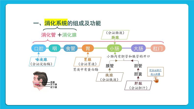 第8章  人体的营养 第2节  食物的消化和营养物质的吸收 第1课时 消化系统的组成 课件+教案+素材06