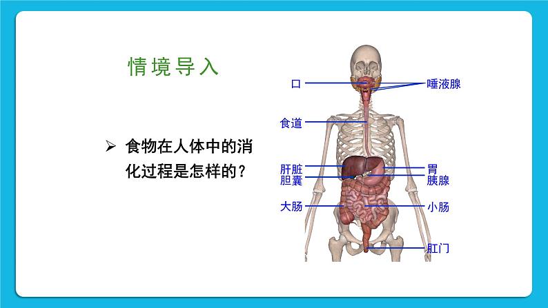 第2课时 食物在胃和小肠内的消化 营养物质的吸收 课件第2页