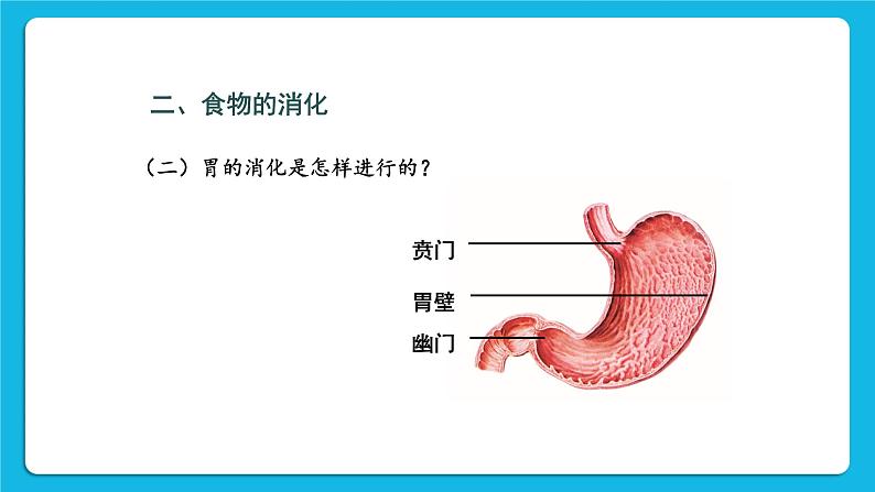 第2课时 食物在胃和小肠内的消化 营养物质的吸收 课件第4页