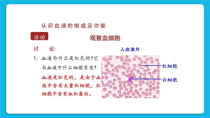 第9章 人体内的物质运输 第1节 血液 课件+教案08