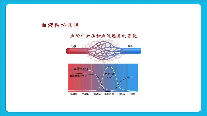 第2课时 血液循环 课件第7页
