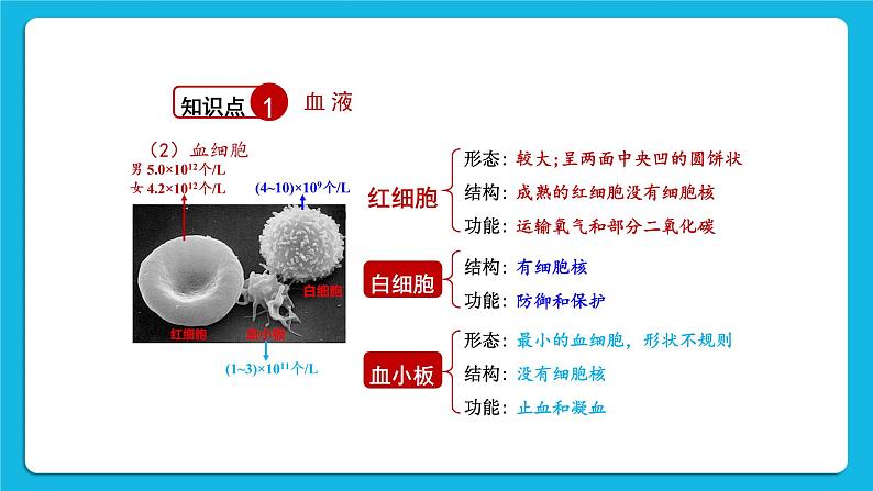 第9章 人体内的物质运输 章末复习 课件04