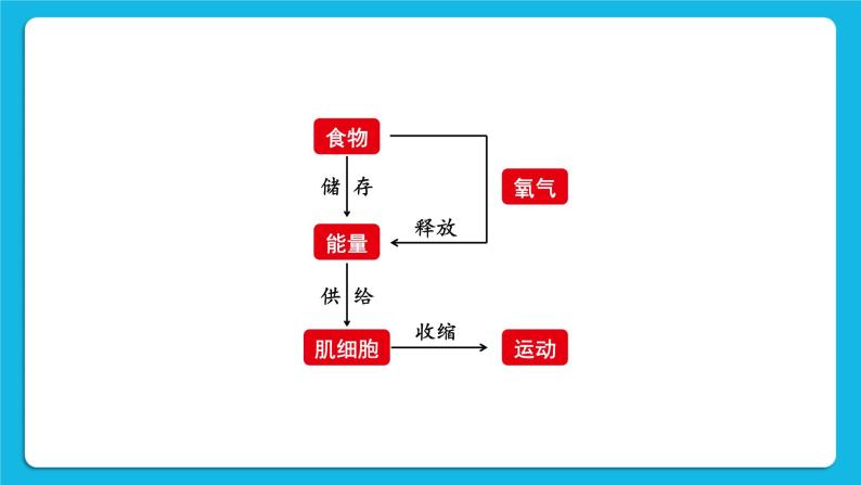 第10章 人体的能量供应 第1节 食物中能量的释放 课件+教案+素材04