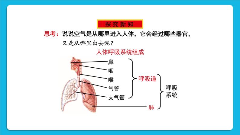 第10章 人体的能量供应 第2节 人体细胞获得氧气的过程 第1课时 呼吸系统的组成与功能 课件+教案+素材03