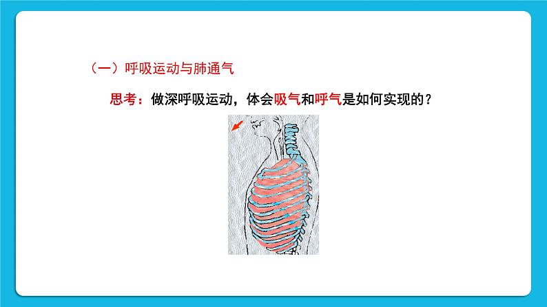 第10章 人体的能量供应 第2节 人体细胞获得氧气的过程 第2课时 人体内的气体交换 课件+素材04