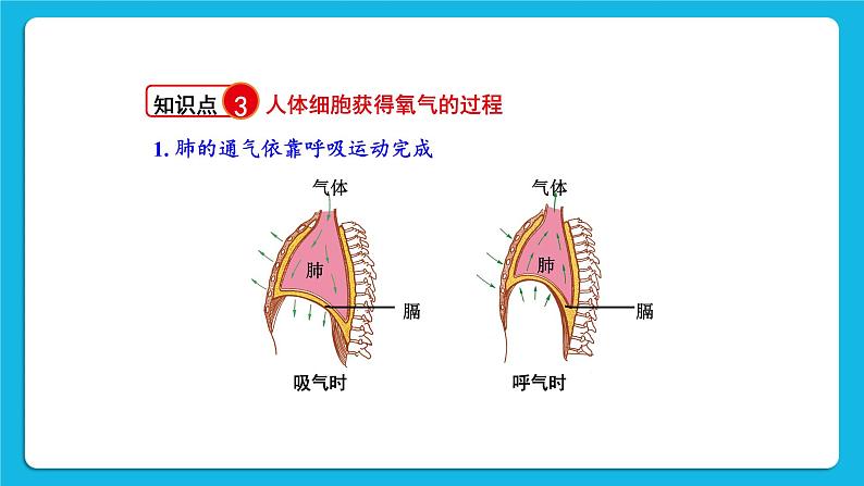 第10章 人体的能量供应 章末复习 课件05