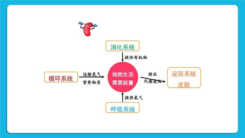 第11章 人体代谢废物的排出 第1节 人体产生的代谢废物 课件+教案03