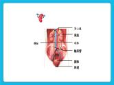 第11章 人体代谢废物的排出 第2节 尿的形成与排出 第1课时 泌尿系统的组成 课件+素材