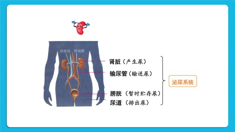 第11章 人体代谢废物的排出 第2节 尿的形成与排出 第1课时 泌尿系统的组成 课件+素材04