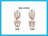 第11章 人体代谢废物的排出 第2节 尿的形成与排出 第1课时 泌尿系统的组成 课件+素材