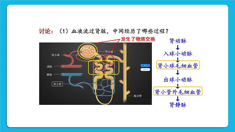 第2课时 尿的形成与排出 课件第6页