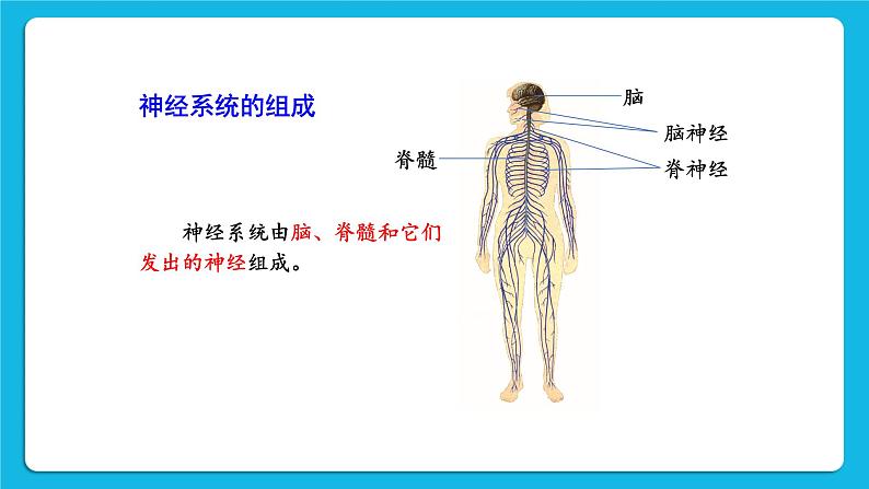 第12章 人体的自我调节  第1节 神经系统与神经调节 第1课时 神经系统 课件+教案+素材05