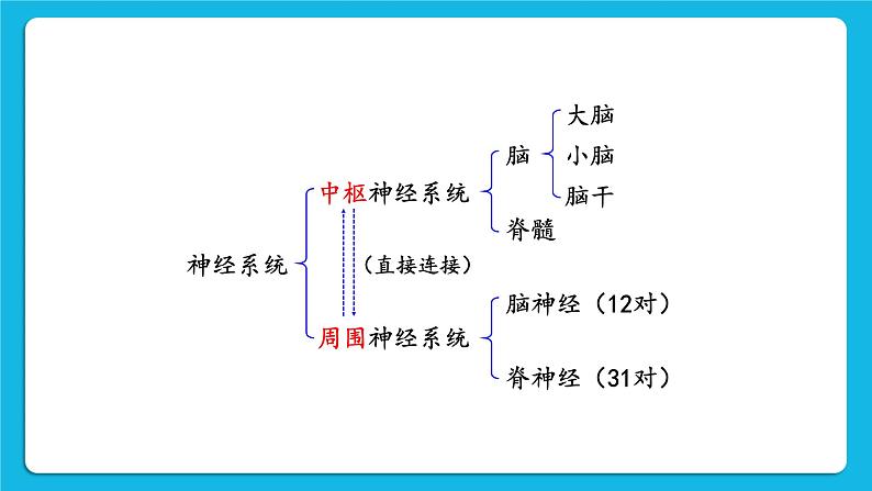 第12章 人体的自我调节  第1节 神经系统与神经调节 第1课时 神经系统 课件+教案+素材06