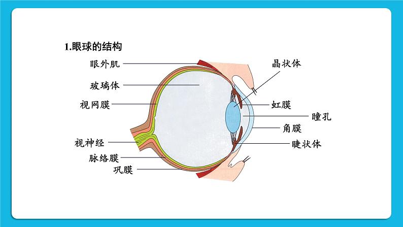 第1课时 眼与视觉 课件第8页