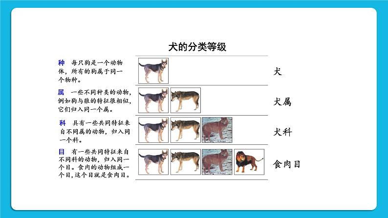 第1节 生物的分类 课件第8页