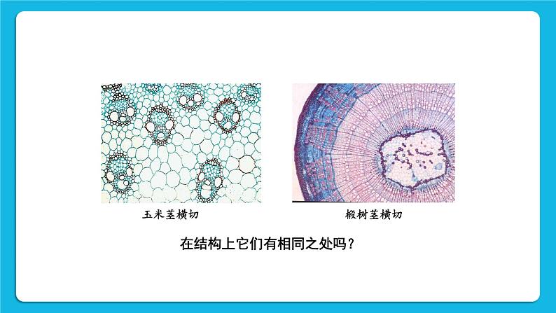 第7单元 生命的演化 第22章 物种的多样性 第3节 植物的主要类群 第1-2课时 课件2+教案+素材04