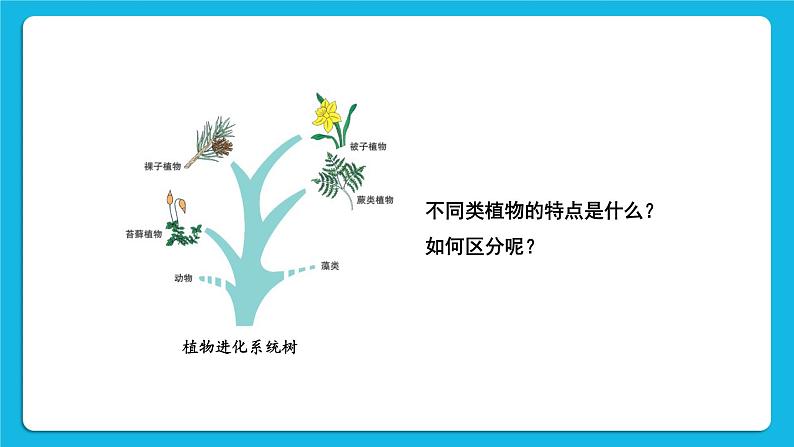 第7单元 生命的演化 第22章 物种的多样性 第3节 植物的主要类群 第1-2课时 课件2+教案+素材02
