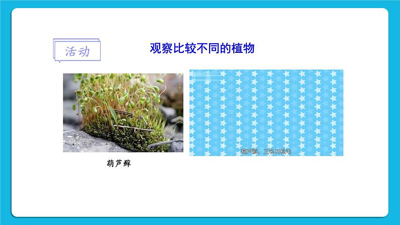 第7单元 生命的演化 第22章 物种的多样性 第3节 植物的主要类群 第1-2课时 课件2+教案+素材04