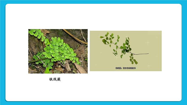 第7单元 生命的演化 第22章 物种的多样性 第3节 植物的主要类群 第1-2课时 课件2+教案+素材05