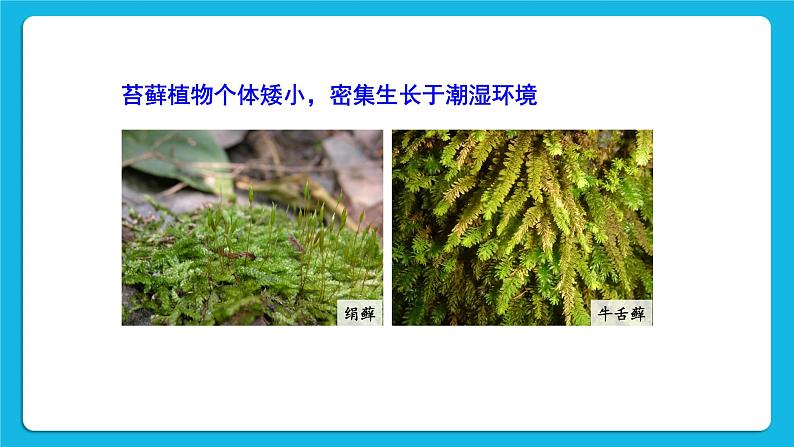 第7单元 生命的演化 第22章 物种的多样性 第3节 植物的主要类群 第1-2课时 课件2+教案+素材06