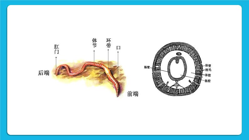 第2课时 环节动物和节肢动物 课件第6页