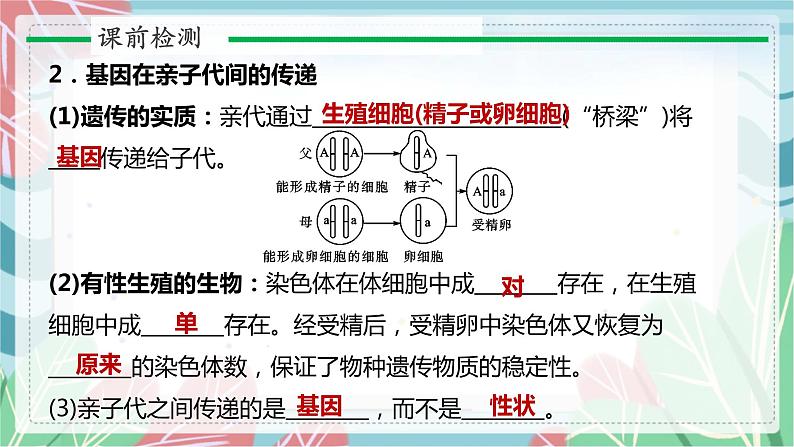 7.2.3 基因的显性和隐性-课件（人教版）第3页