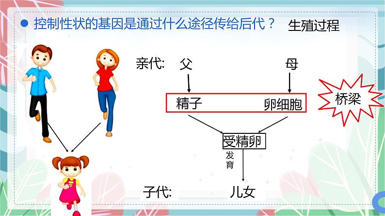 7.2.2 基因在亲子代间的传递-课件（人教版）第3页