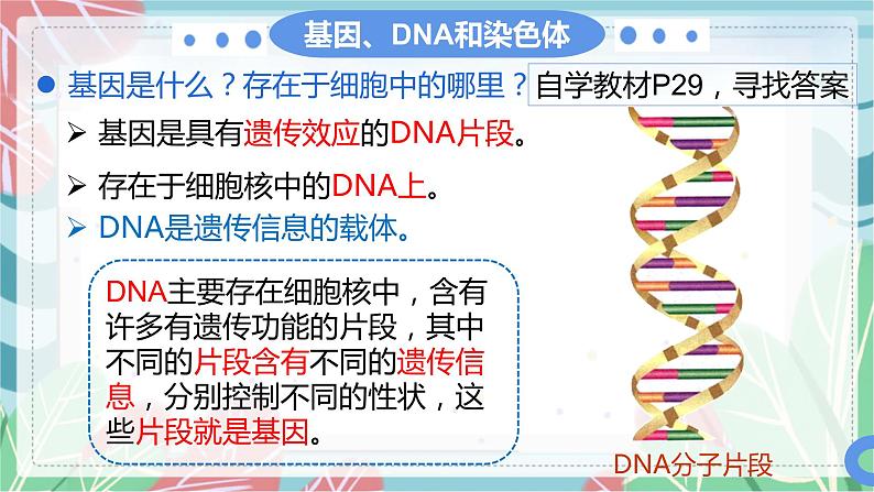 7.2.2 基因在亲子代间的传递-课件（人教版）第4页