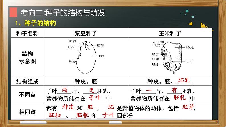 初中生物中考复习 专题03 绿色开花植物的一生-【备考无忧】2022年中考生物复习核心考点复习精优课件07