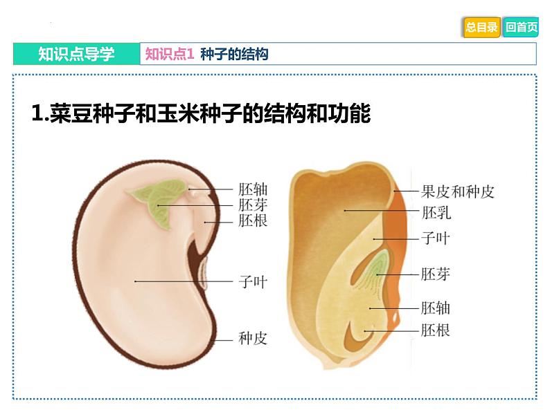 初中生物中考复习 专题03 绿色开花植物的一生-冲刺2022年中考生物重点难点热点突破精讲课件04