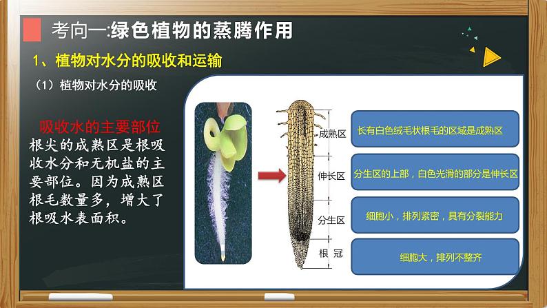 初中生物中考复习 专题04 植物的蒸腾作用、光合作用和呼吸作用-【备考无忧】2022年中考生物复习核心考点复习精优课件第5页