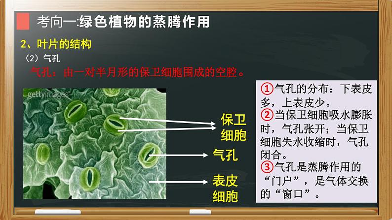 初中生物中考复习 专题04 植物的蒸腾作用、光合作用和呼吸作用-【备考无忧】2022年中考生物复习核心考点复习精优课件第8页