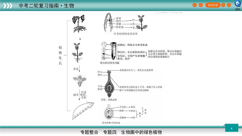 初中生物中考复习 专题04生物圈中的绿色植物（上课用课件）-【过专题】2022年中考生物二轮精准高效复习第4页