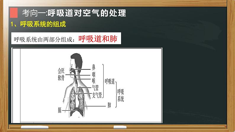 初中生物中考复习 专题07 人体的呼吸- 【备考无忧】2022年中考生物复习核心考点复习精优课件第5页