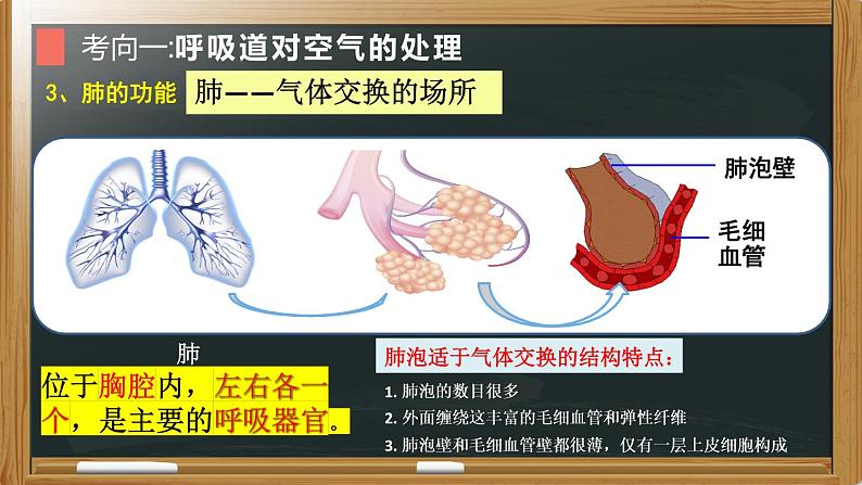 初中生物中考复习 专题07 人体的呼吸- 【备考无忧】2022年中考生物复习核心考点复习精优课件第7页