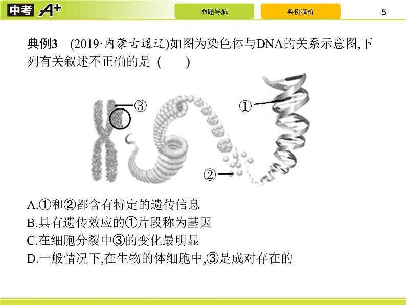 初中生物中考复习 专题7　生物的生殖、发育与遗传课件PPT第5页